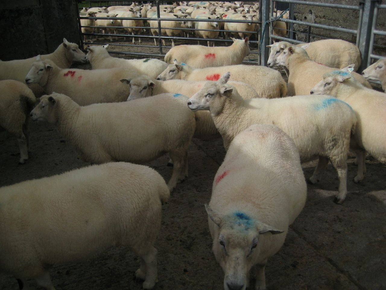 Breeders in LambPlus break 500 mark