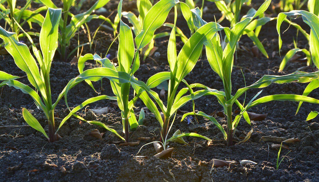 Grain price: EU maize imports increased by almost 40%