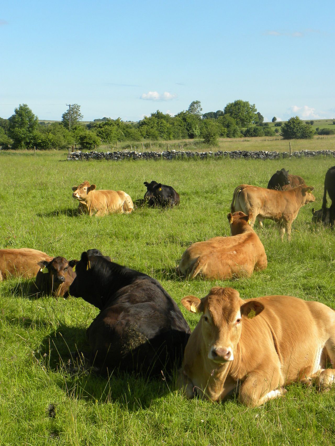 UK beef prices down 15% since January