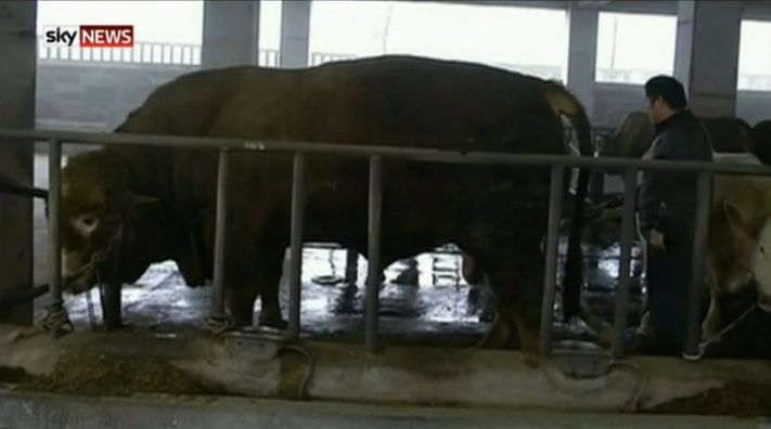 Video: Is this the world's largest bull? He weighs 1,887kg!