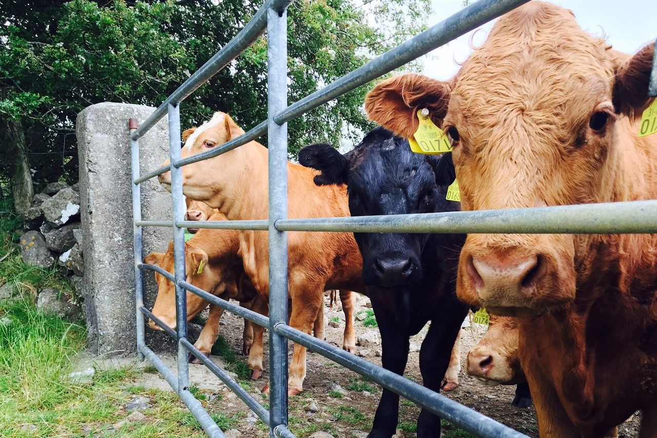 Renewed appeal for info on farmyard cattle raid