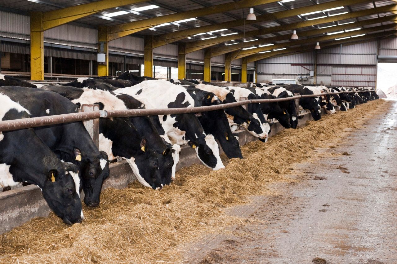 Average dairy yields to rise by 15% up to 2020