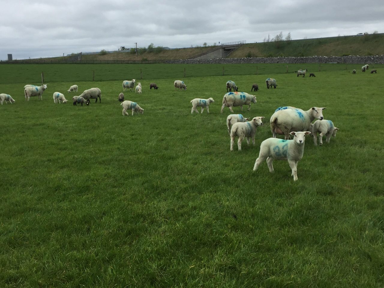 New Zealand genetics delivering the goods in Athenry