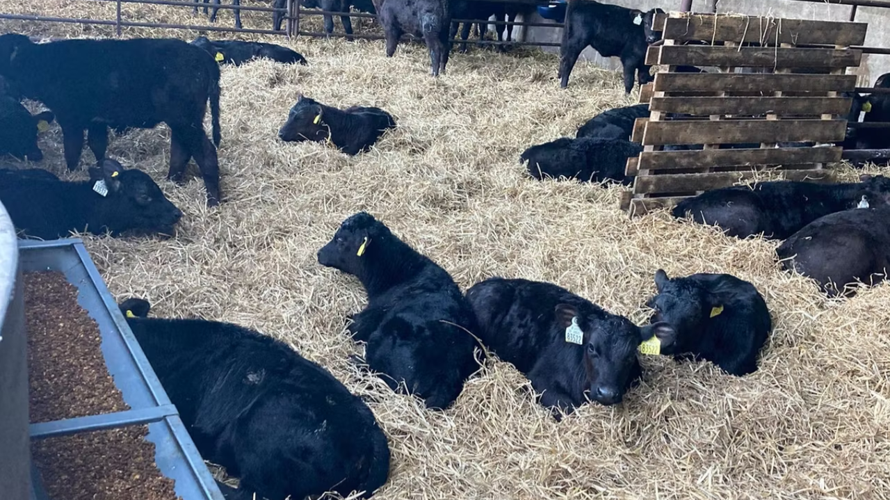 DAFM: 'Over 10% of genotyped dairy-bred calves exported this year'