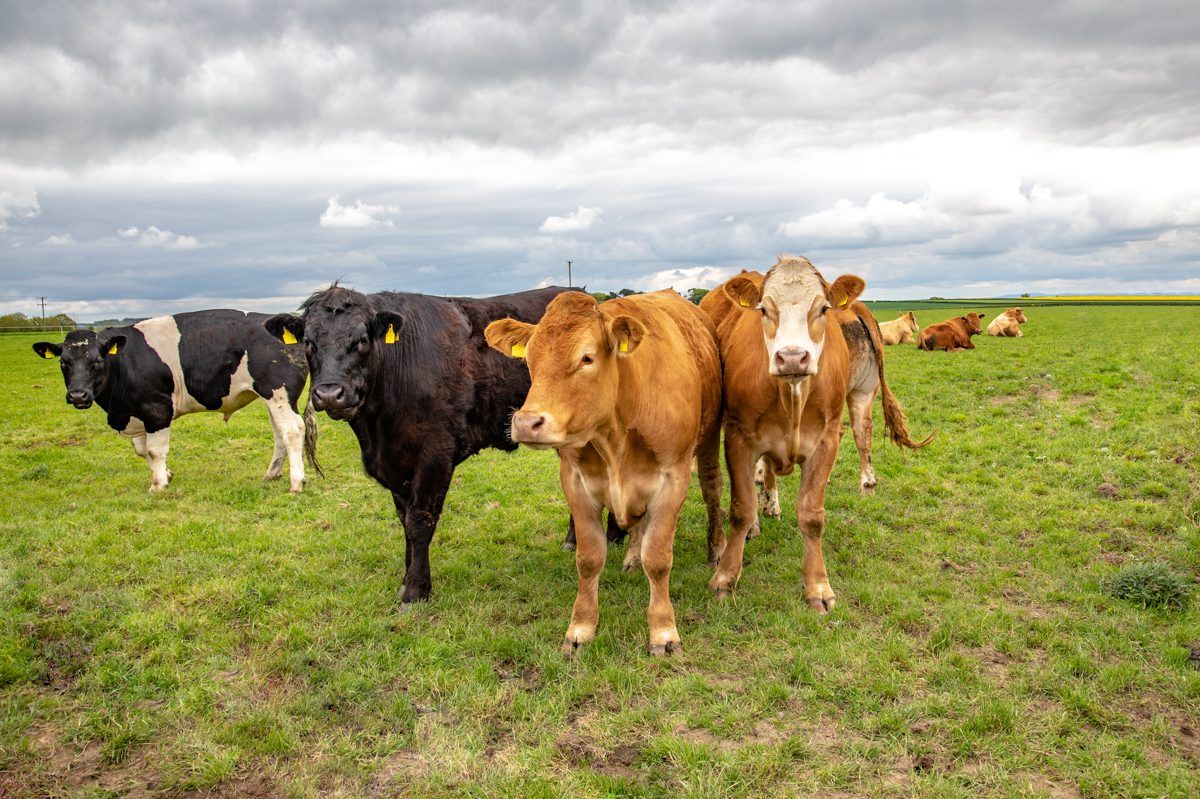 Beef trade: Prices firm as factories keen to secure cattle