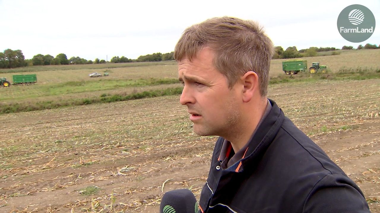 Maize harvest woes: 'It was all flattened to the ground'