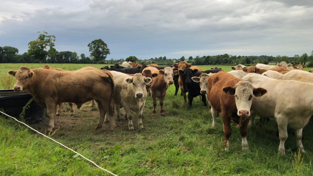 'Confusion reigns supreme' on beef index changes - ICSA