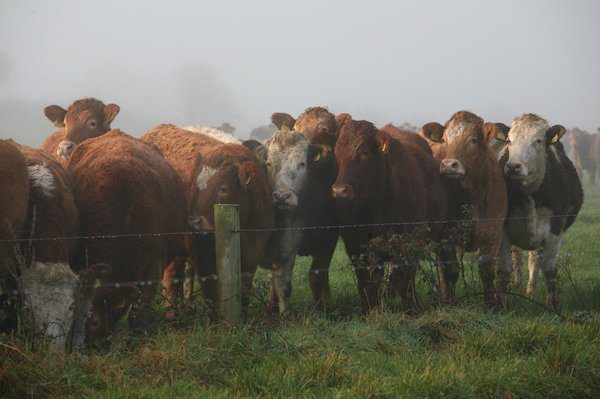 New technology aims to tackle livestock thefts