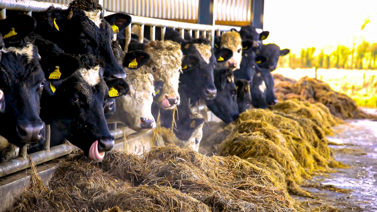 Agricultural input prices up by over a third in 2022 - CSO