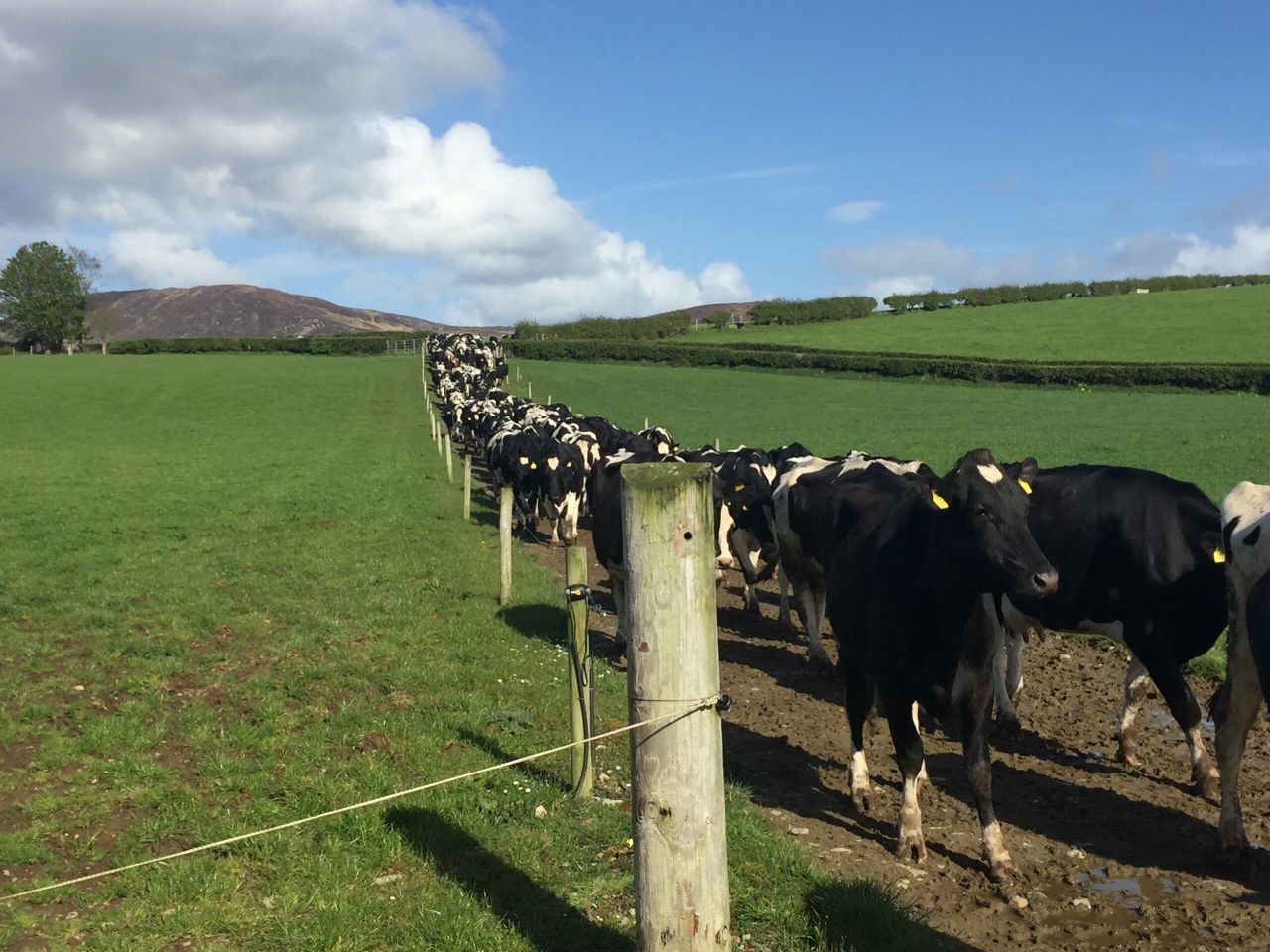 What impact does body condition score have on breeding success?