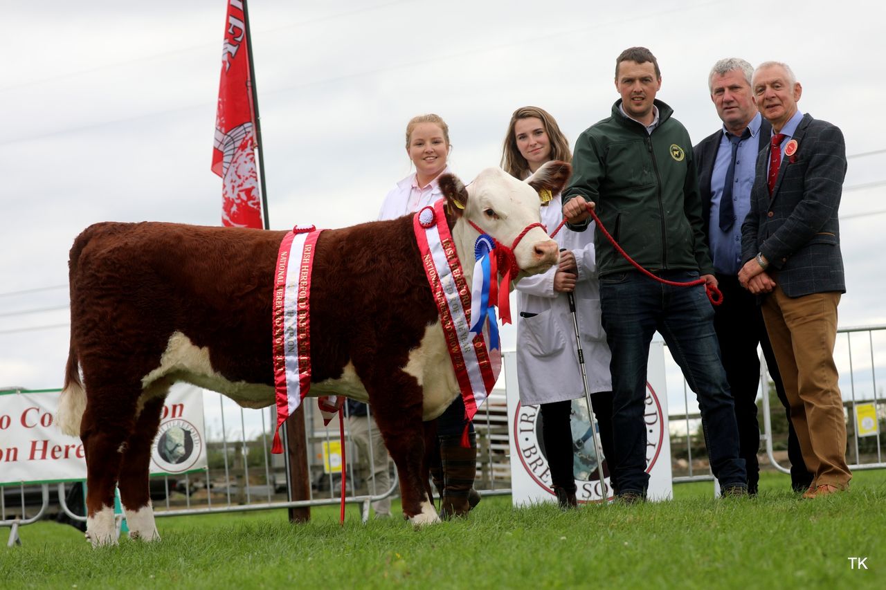 Genetic Gems Hereford sale set for this Saturday