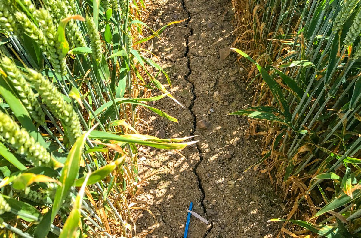 Drought: EU summer crop-yield outlook further reduced