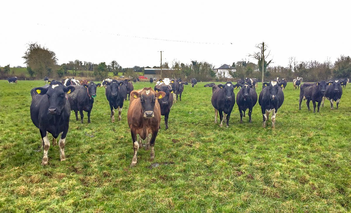How one dairy farmer went from an employee to farm manager and business partner