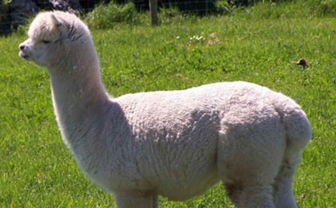 Would you like to purchase an organic herd of alpacas?