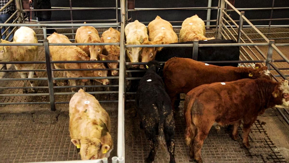 Prices for heifers peak at €2,770 in Waterford Ross Mart