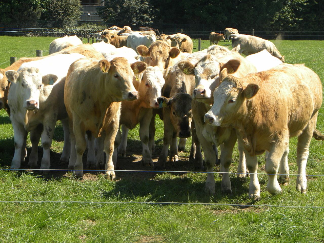 Fears raised that 'production reduction' can be 'rolled over and extended'