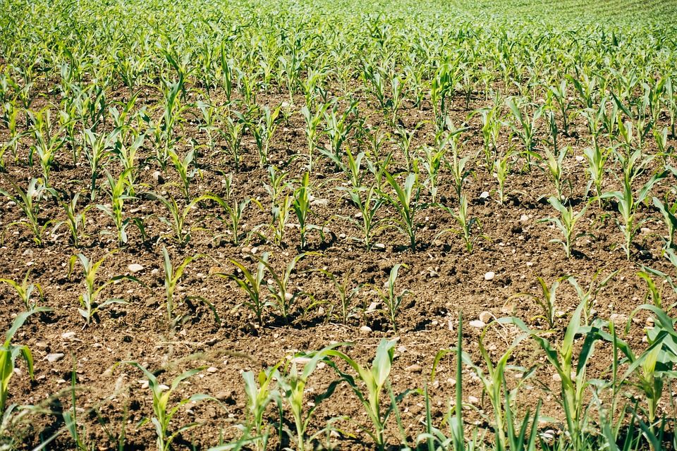 CSO: Fertiliser prices up by 122% in a year