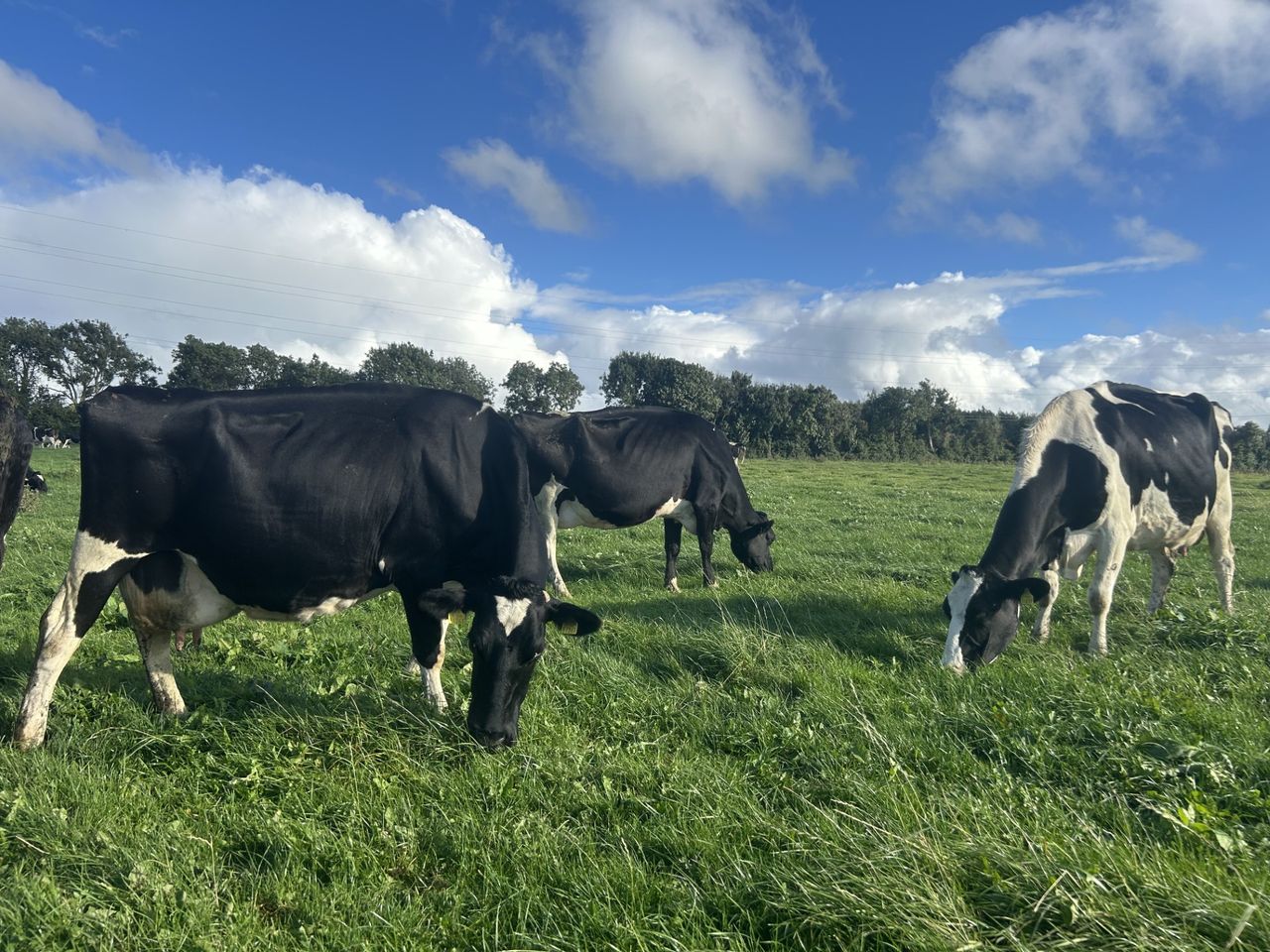 Dairy advice: Ensuring the right breeding strategy with data