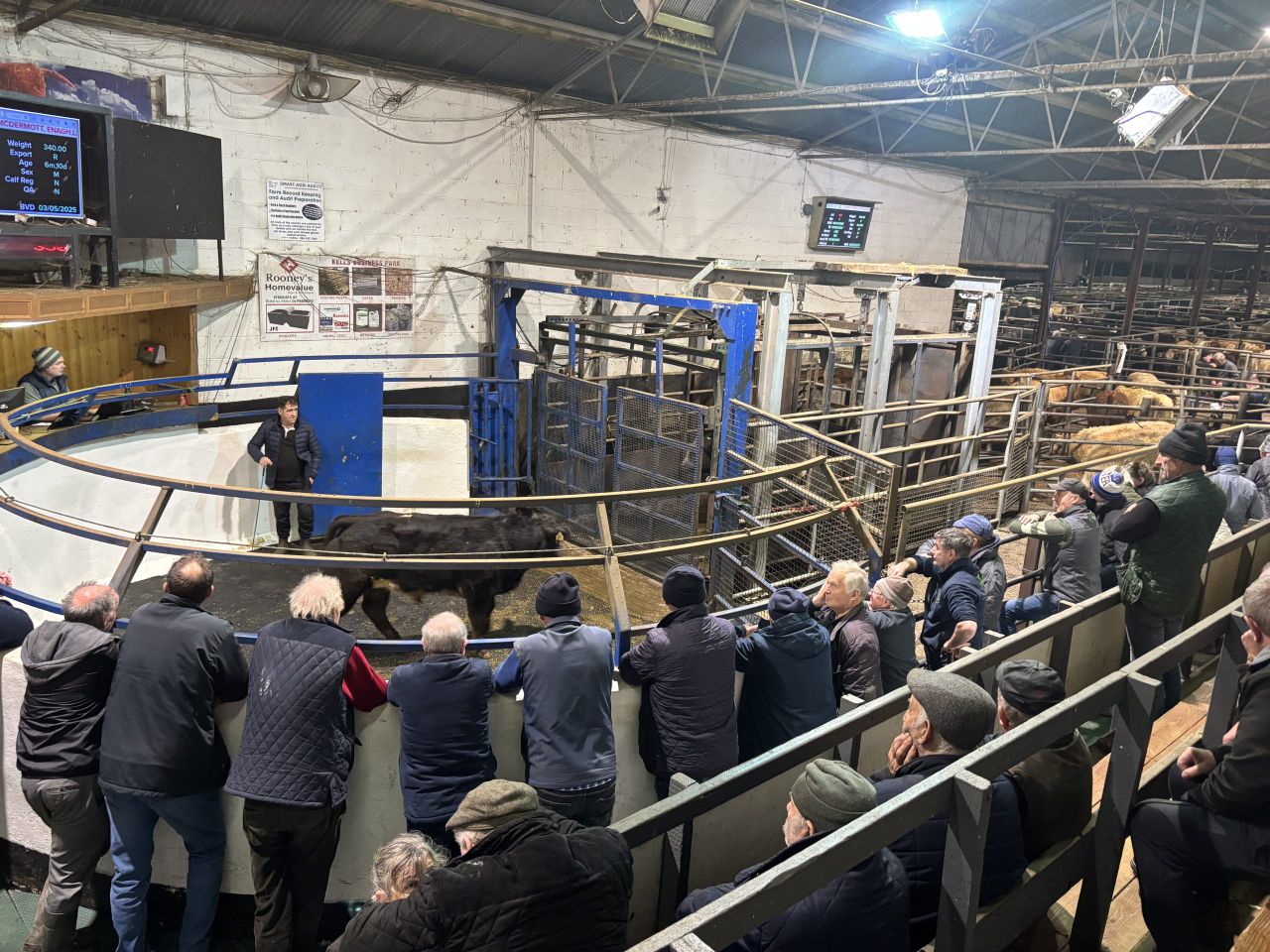 Top-end weanling bulls clearing €2,000/head at Carnaross Mart