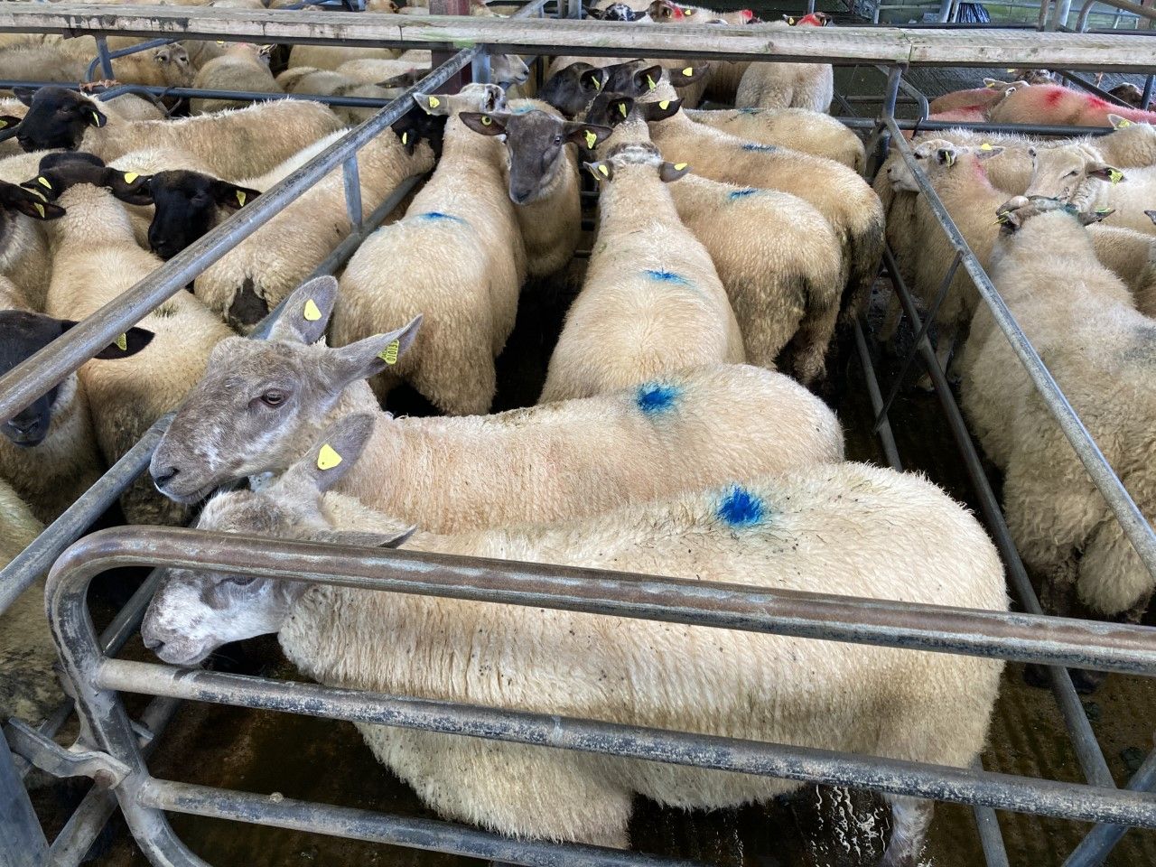 Farmers getting nearly €22 more than last year on a 21.5kg lamb carcass