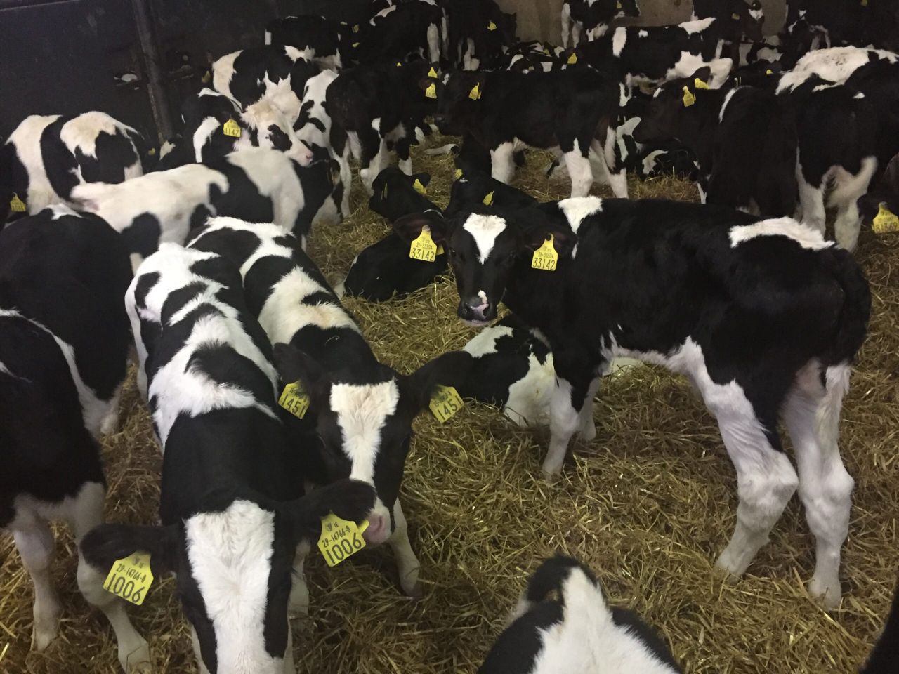 Exporters journey across the UK before meeting calves in Cherbourg