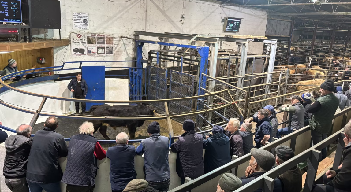 Farmer buyers prop up weanling trade as export buying slows at several marts