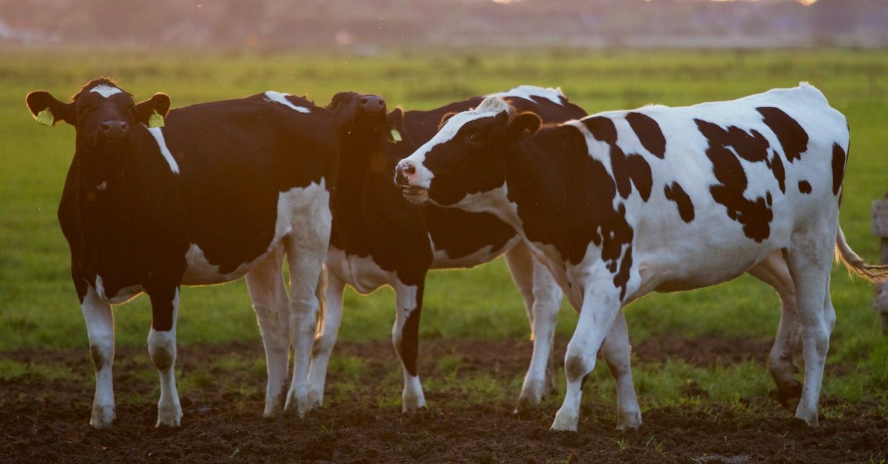 €14.6m paid to vets for TB testing in 2024