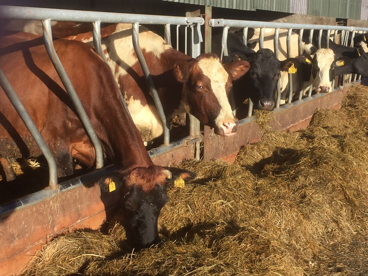 'Potential to double the average milk solids production of all Irish dairy cows'