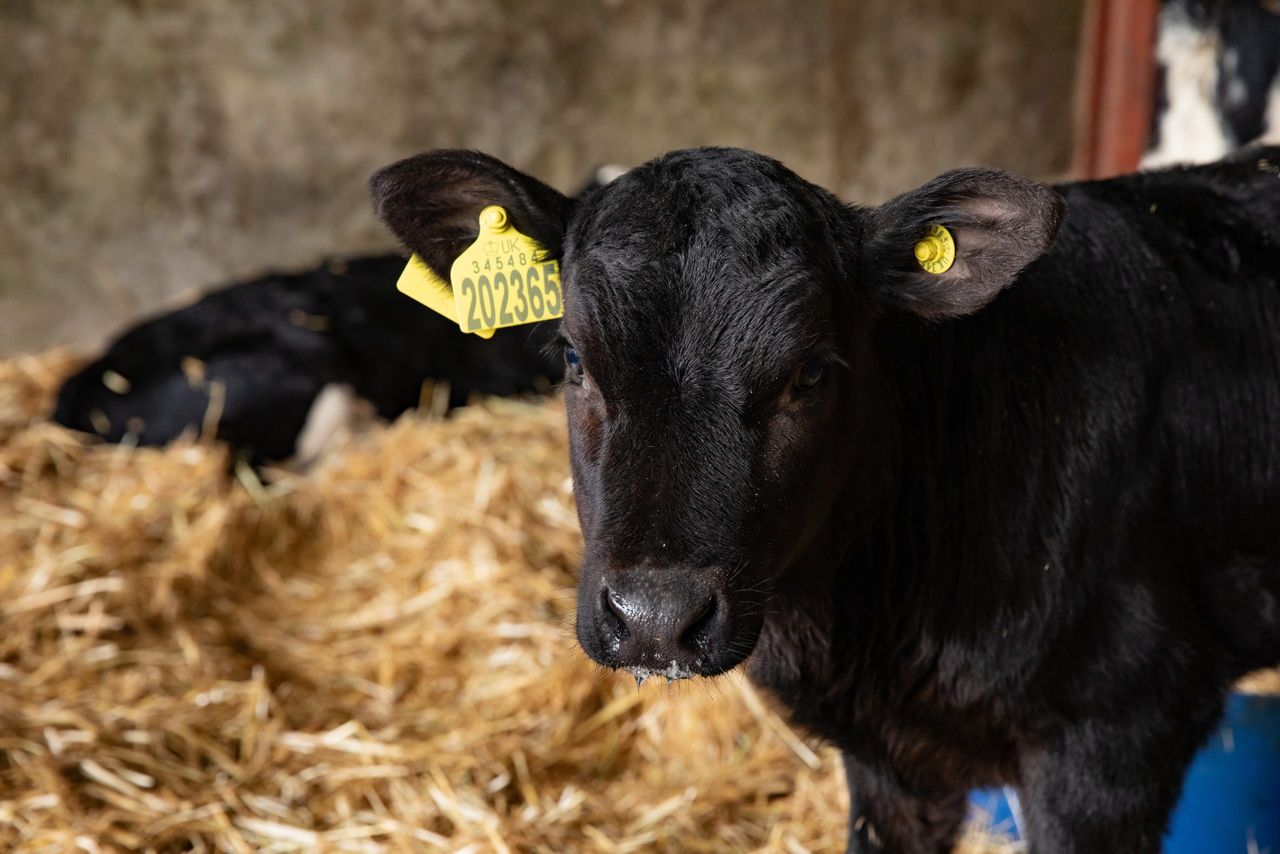 Almost 1.25 million animals genotyped in 2025
