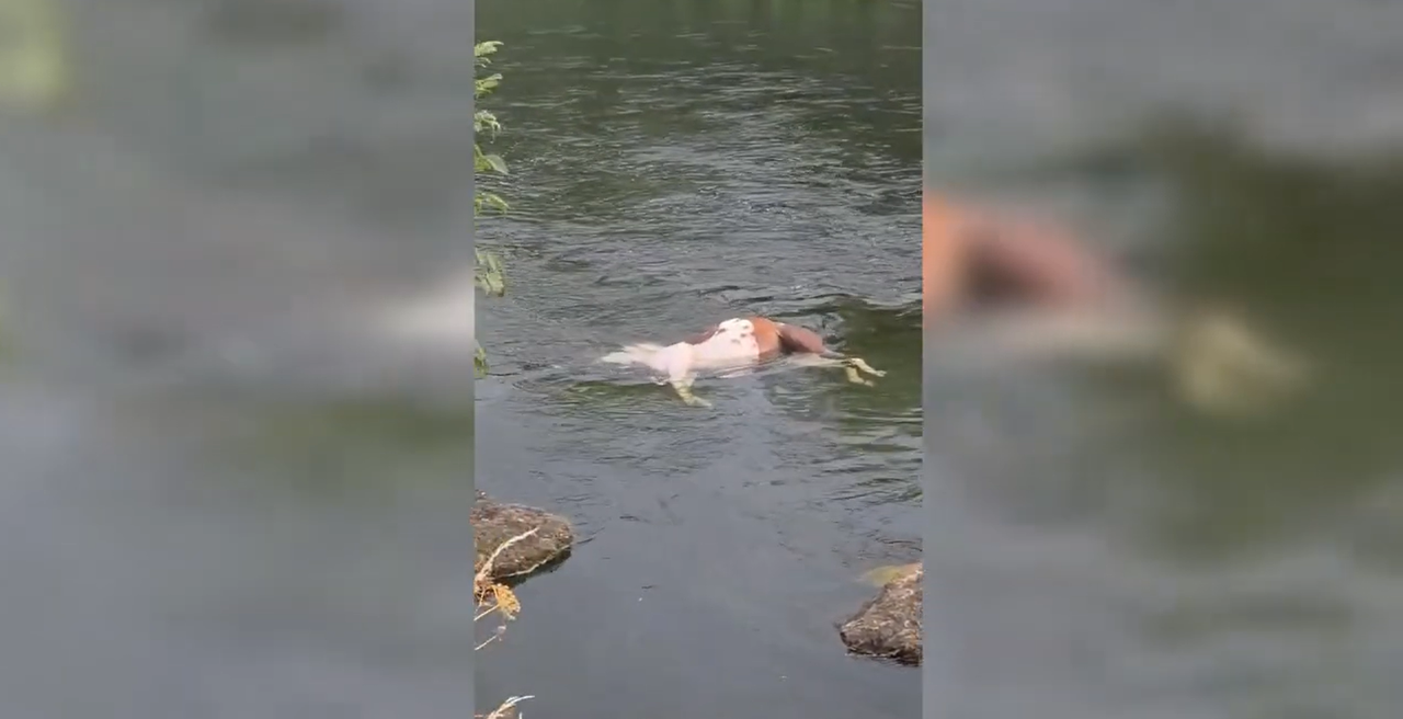 Graphic video: Dead horse found in River Suir at Clonmel