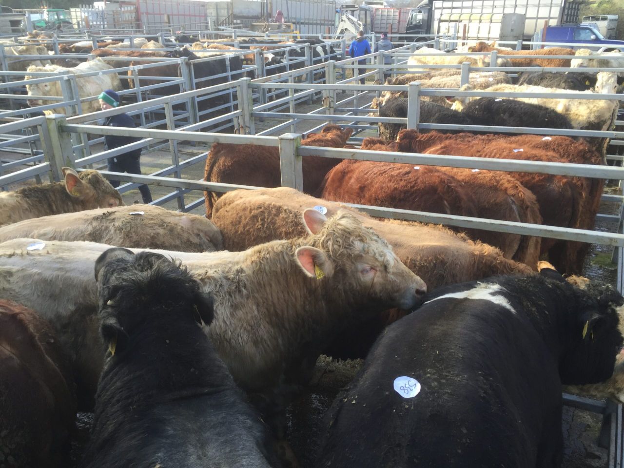 Limited mart yard access is 'the new reality'