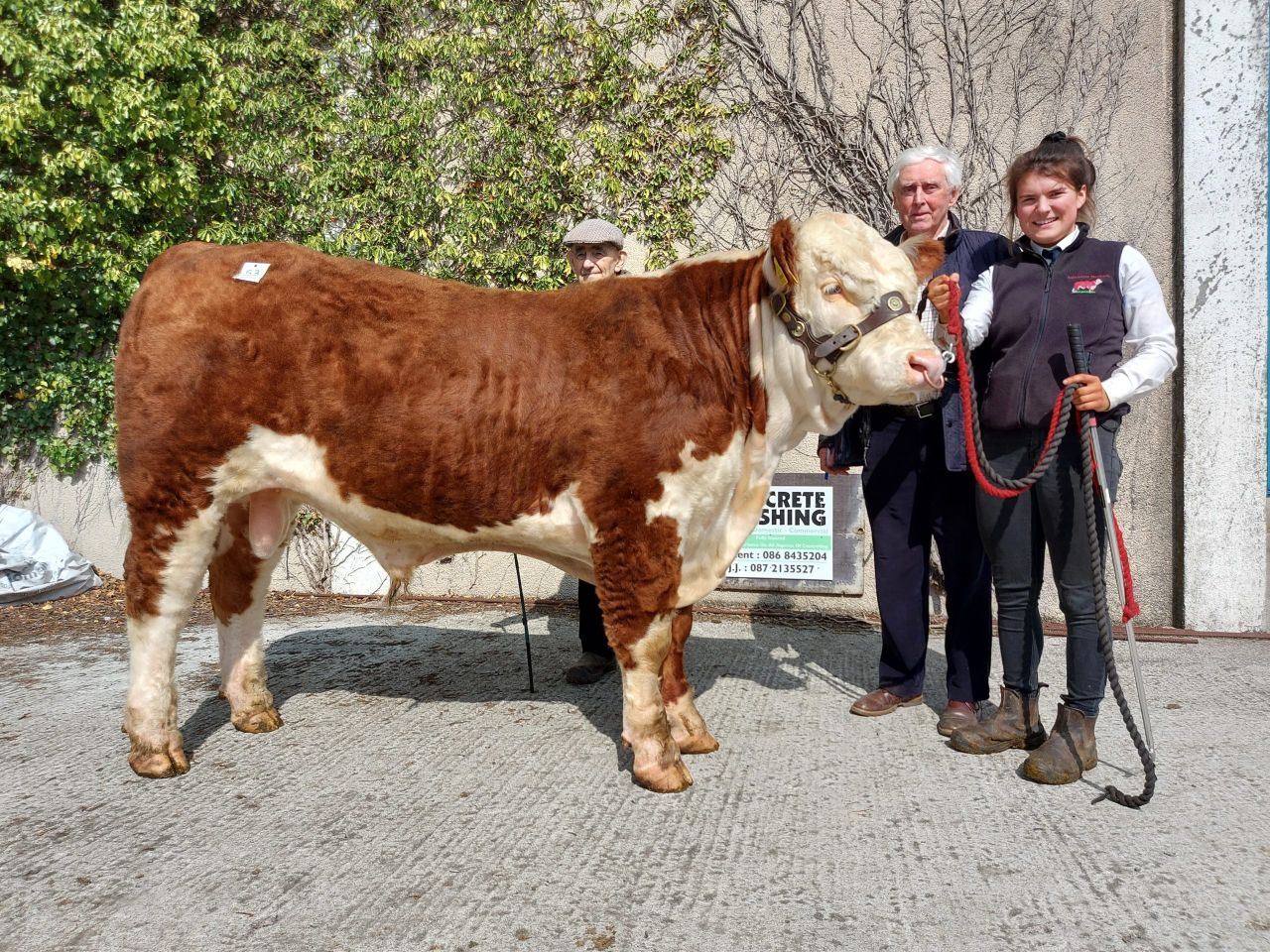 Hereford bull sale set for Tullamore Mart this Friday