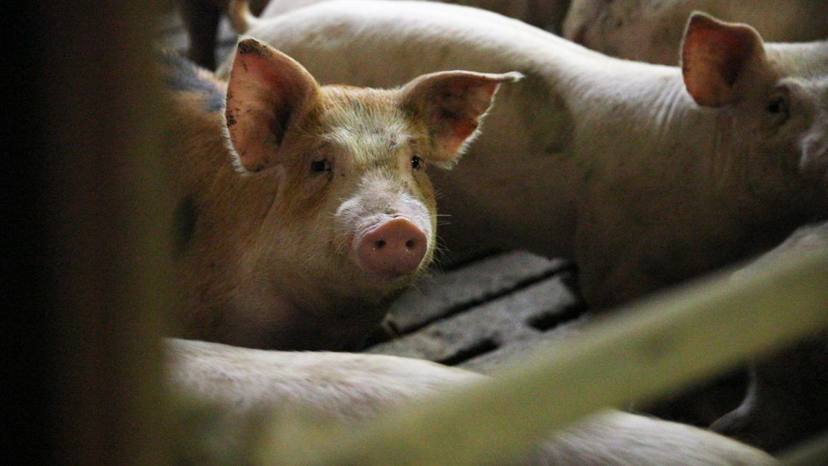 Over 2,000 animals seized in 2023 mainly for animal welfare issues