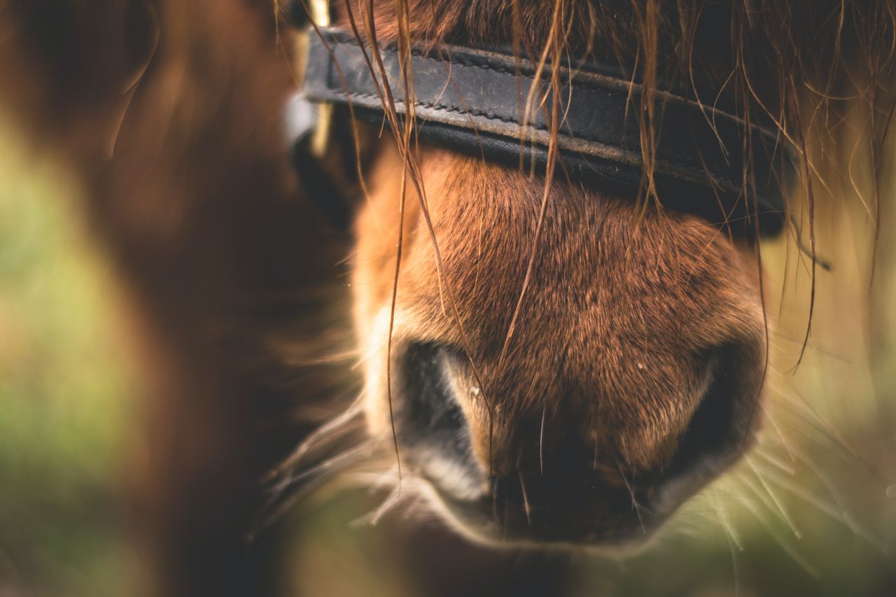 Gain resumes equine feed production as investigation continues