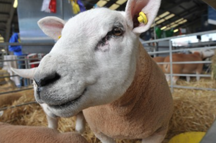 Video: All the highlights from day 3 of Balmoral Show