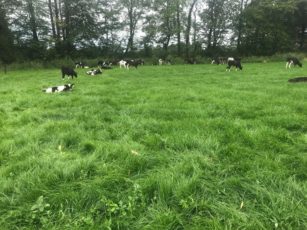 Avoiding issues when turning calves out to grass