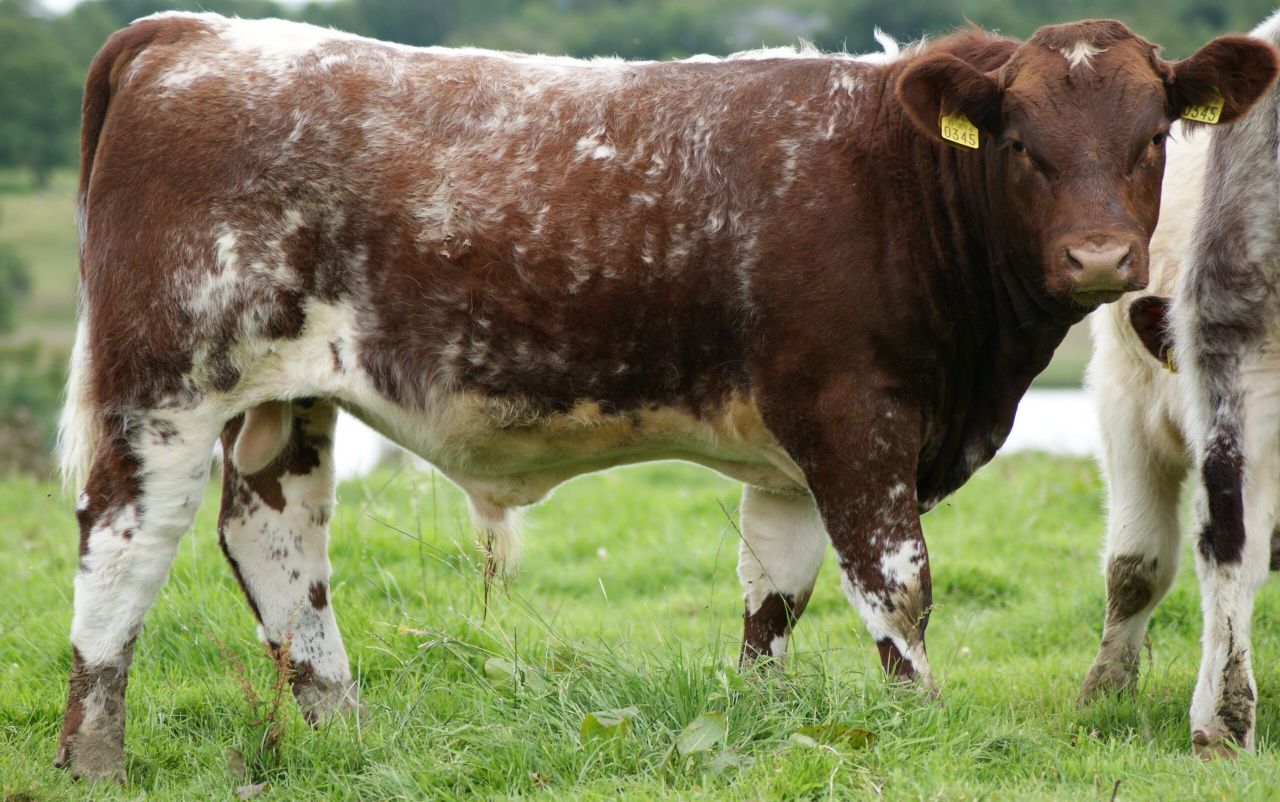 Pics: Don't miss out on a chance to buy a top rated bull from the ICBF