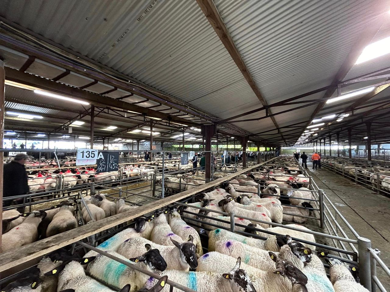 Sheep marts: Better trade seen across the country for lambs