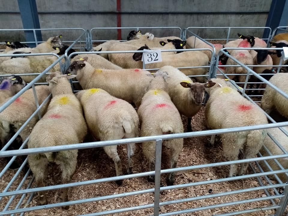 Pics and prices: Cheviot-cross ewe lambs top the sale at €208/head at Carrick