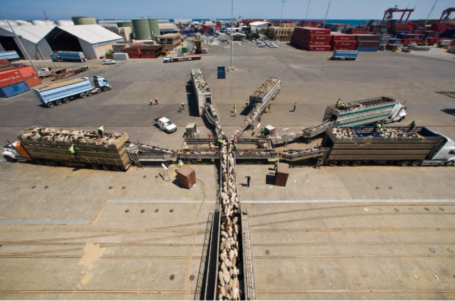 Australian live sheep exports by sea to be phased out by 2028