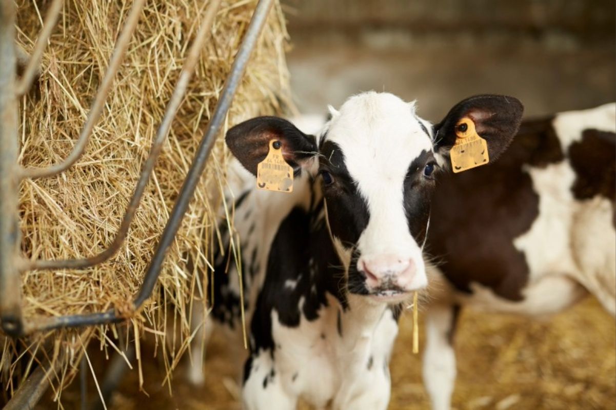 Understanding injectable trace minerals (ITMs): A factual guide for your herd