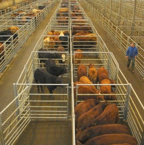 Department of Agriculture employee fined for assaulting farmer at the mart