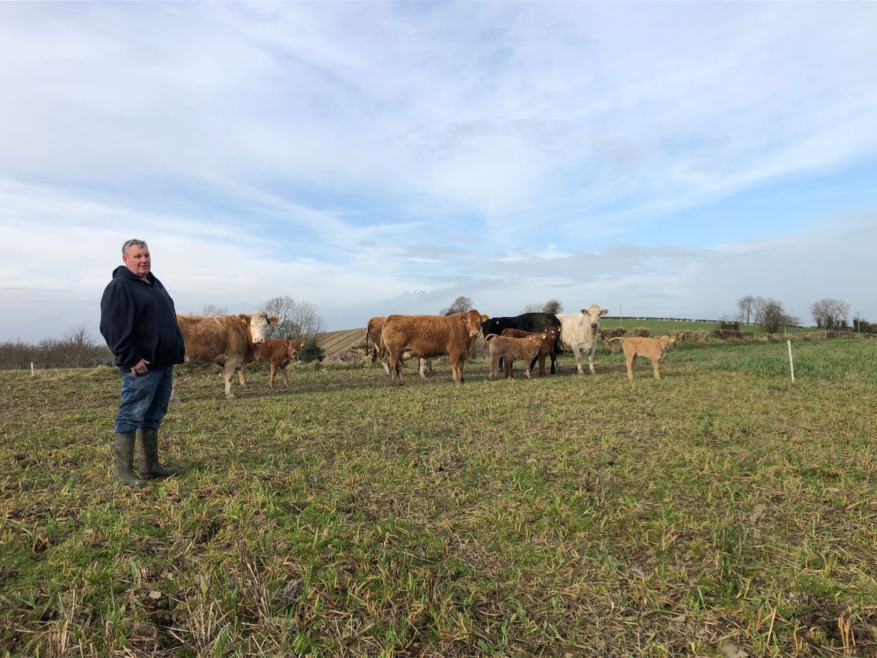 Beef Focus: Sucklers, tillage and west of Ireland weanlings in Louth