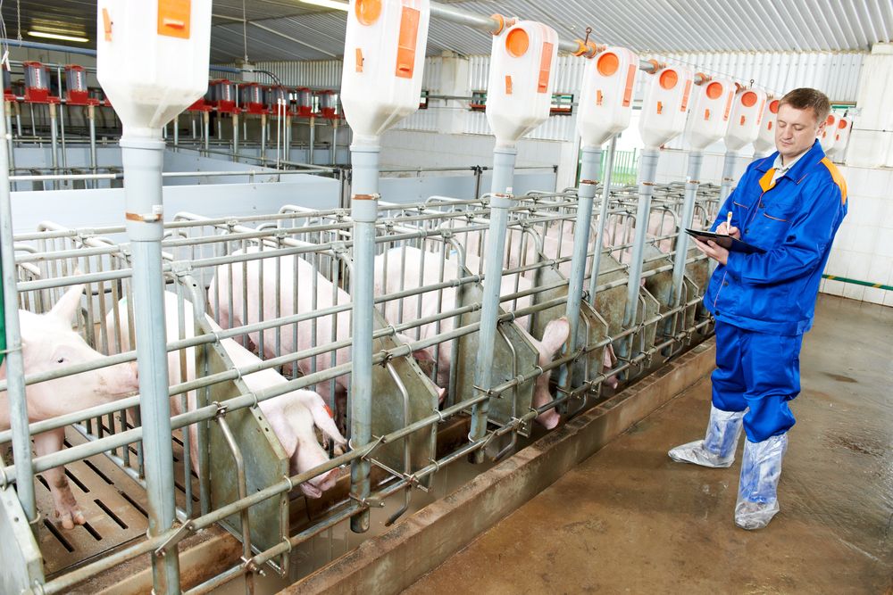 Northern pig producers introduce DNA testing