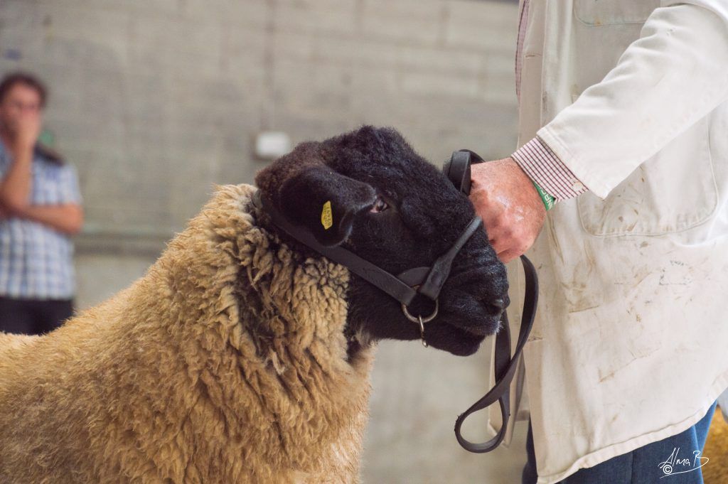 West of Ireland Suffolk Breeders' Club sale tops €1,450