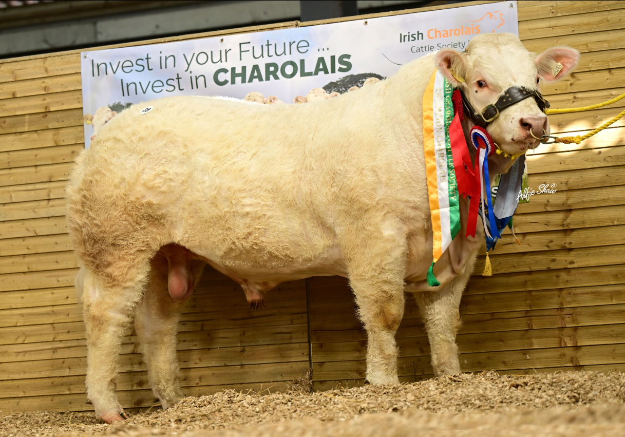Reminder: Charolais society bull sale set for Tullamore Mart on May 23