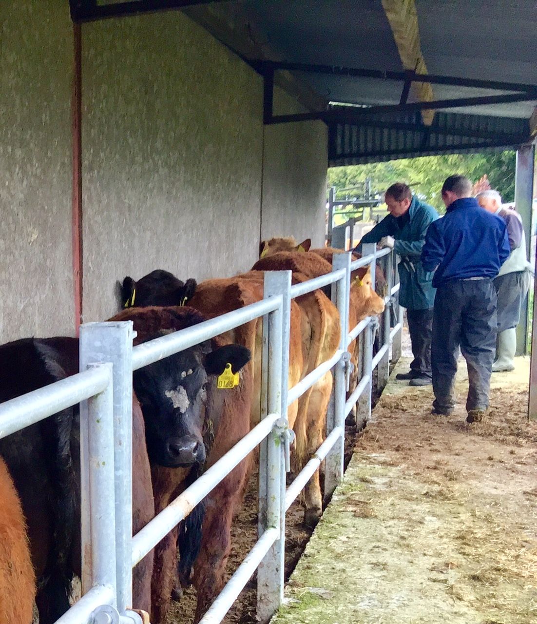 North to lift age of eligibility for brucellosis testing on October 19