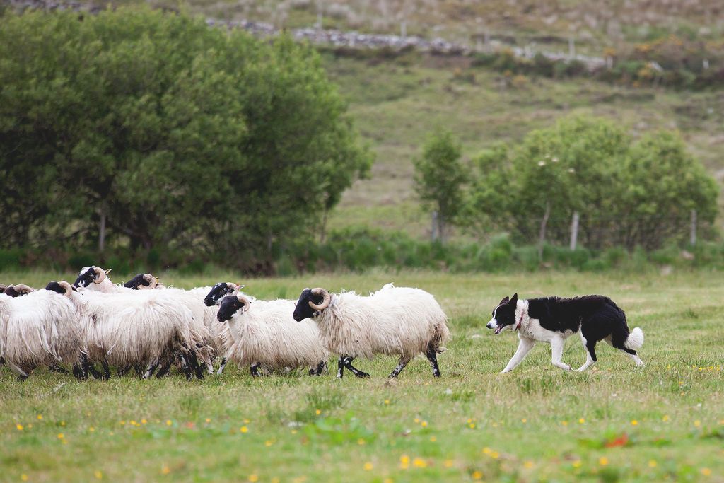 Sheepdog trials in Meath return after two-year break