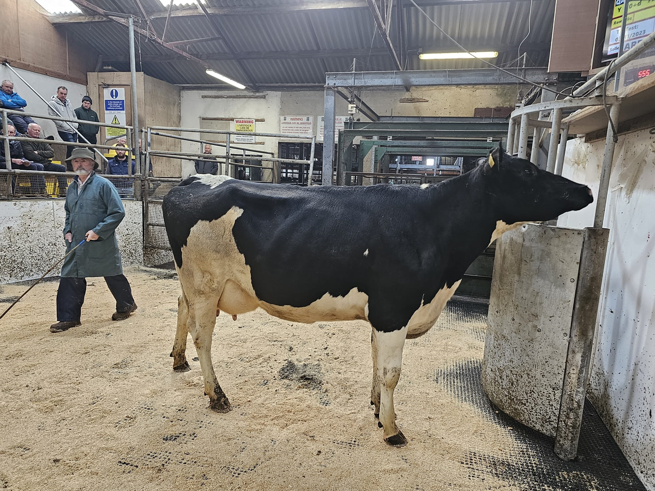 Cashel Blue dispersal sale brings a top call of €2,400