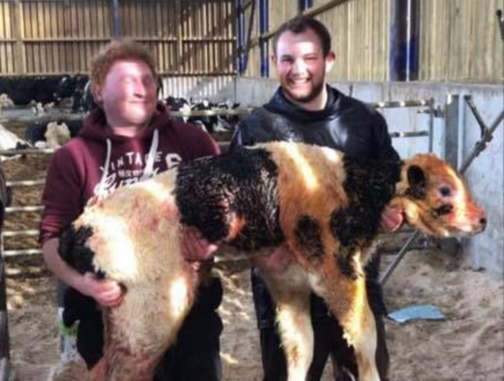 Calf weighing over 90kg born on dairy farm in Scotland